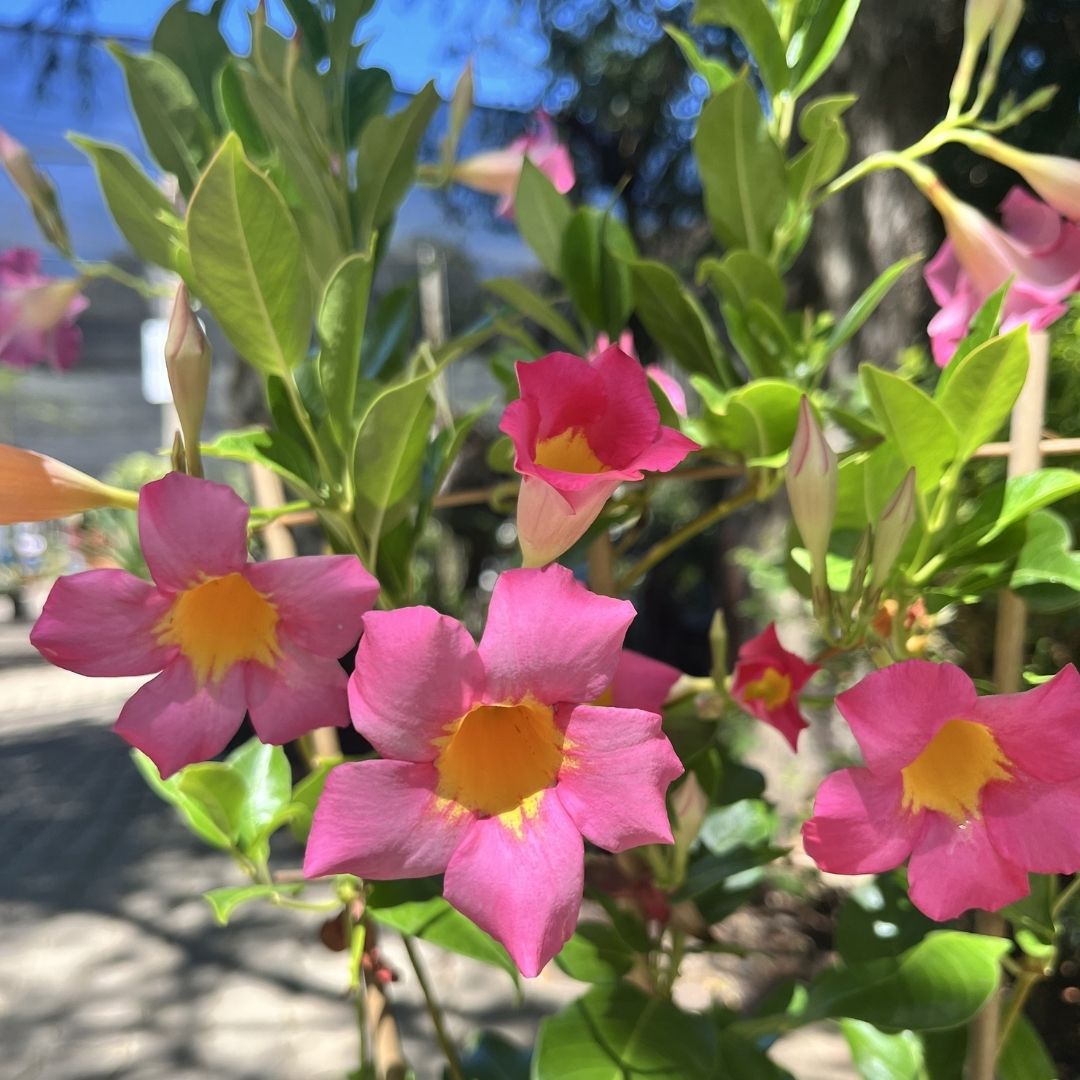 tulbagh-nursery-quartz-pink-&-yellow