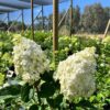 tulbagh-nursery-hydrangea-panicukatum-pandalus