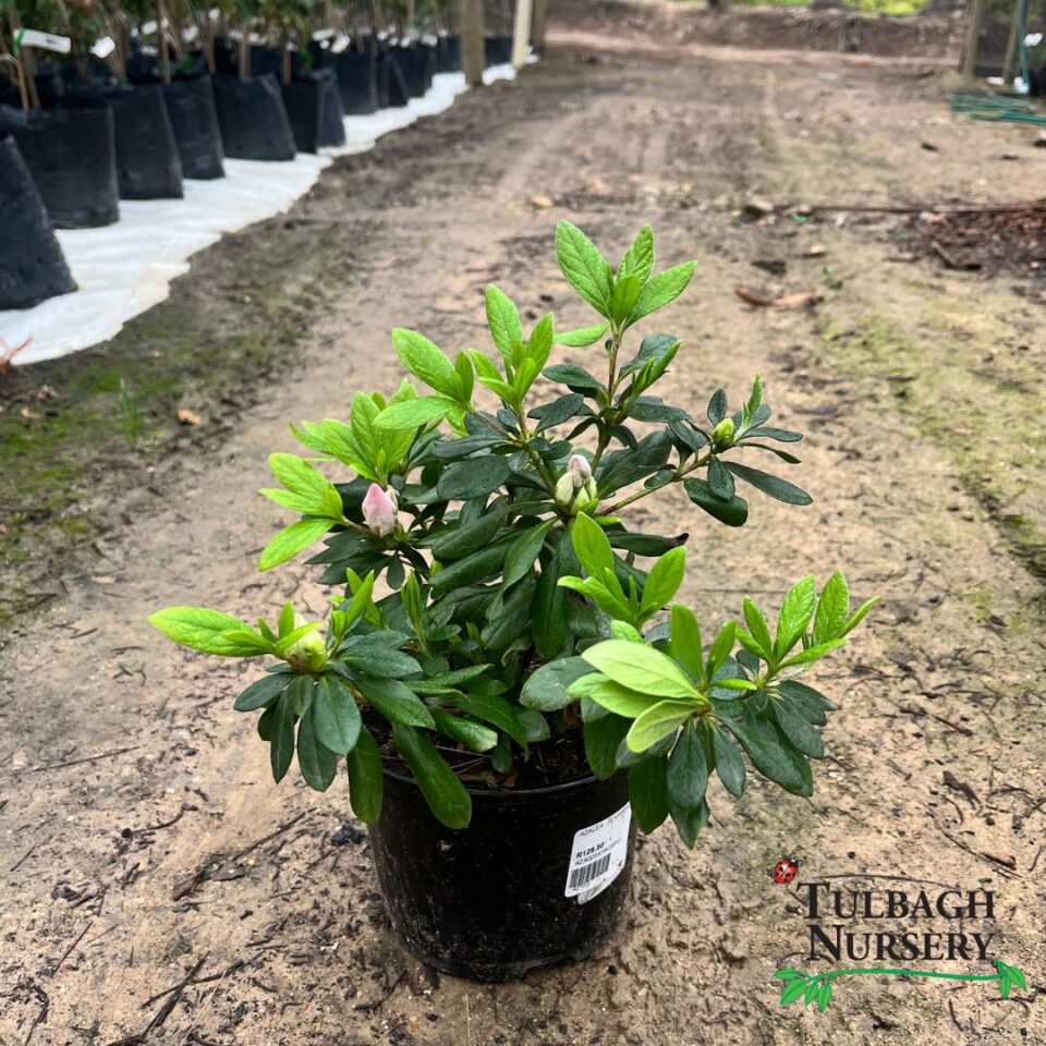 tulbagh-nursery-azalea-bertina