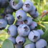 tulbagh-nursery-biloxi-blueberry