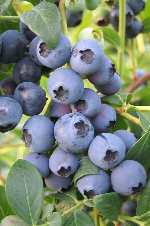 tulbagh-nursery-biloxi-blueberry