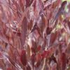 tulabgh-nursery-dodonaea-viscosa-purpurea