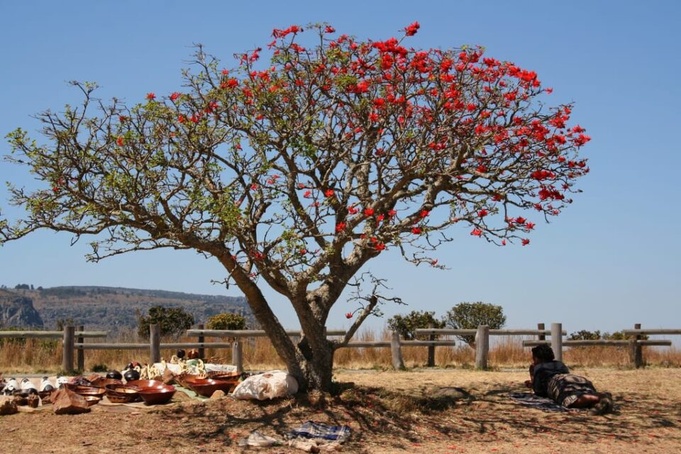 tulbagh-nursery-erythrina-lysistemon