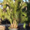 tulbagh-nursery-phoenix-reclinata