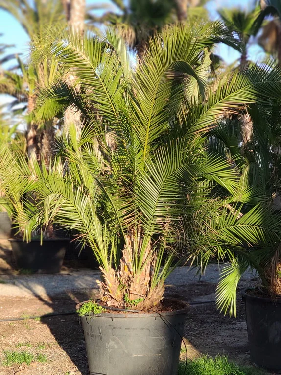 tulbagh-nursery-phoenix-reclinata