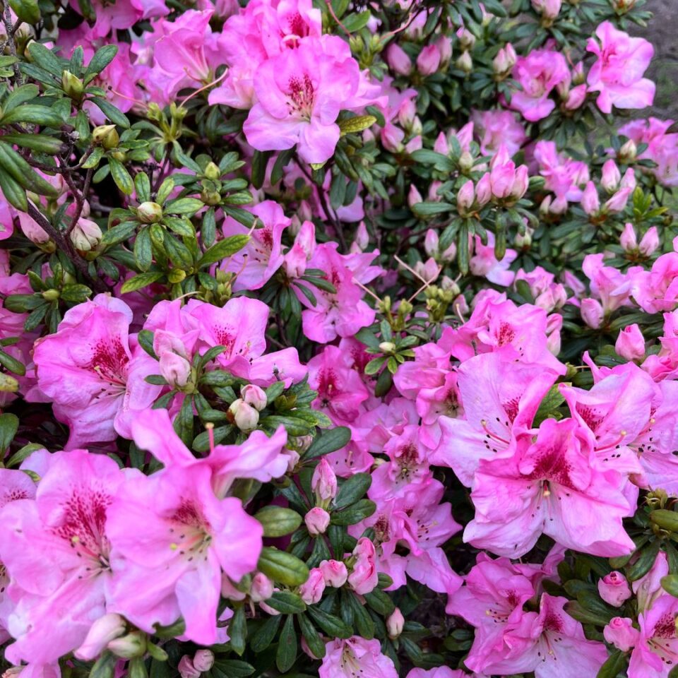 tulbagh-nursery-azalea-bertina
