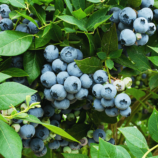 tulbagh-nursery-blueberry-legacy
