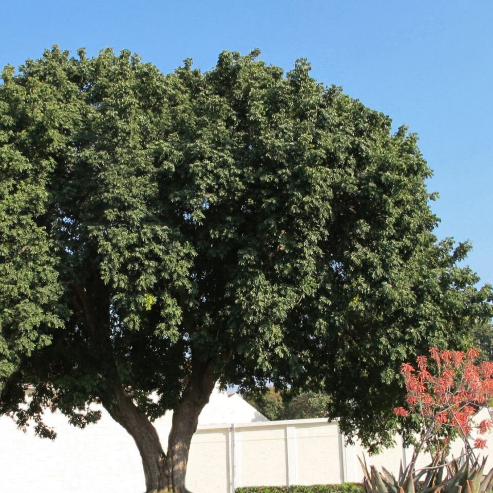 tulbagh-nursery-trichilia-emetica