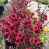 tulbagh-nursery-leptospermum-cherry-brandy-tea-bush