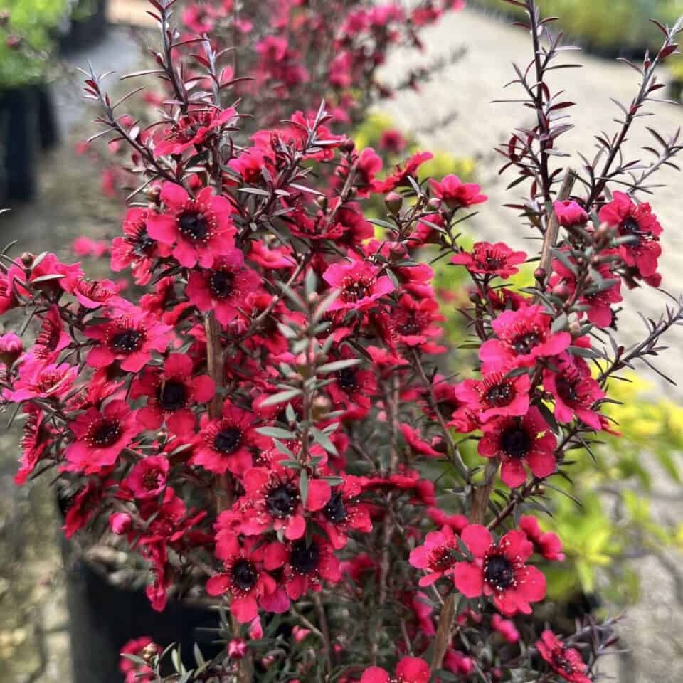 tulbagh-nursery-leptospermum-cherry-brandy-tea-bush