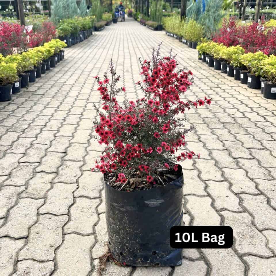 tulbagh-nursery-leptospermum-cherry-brandy-tea-bush