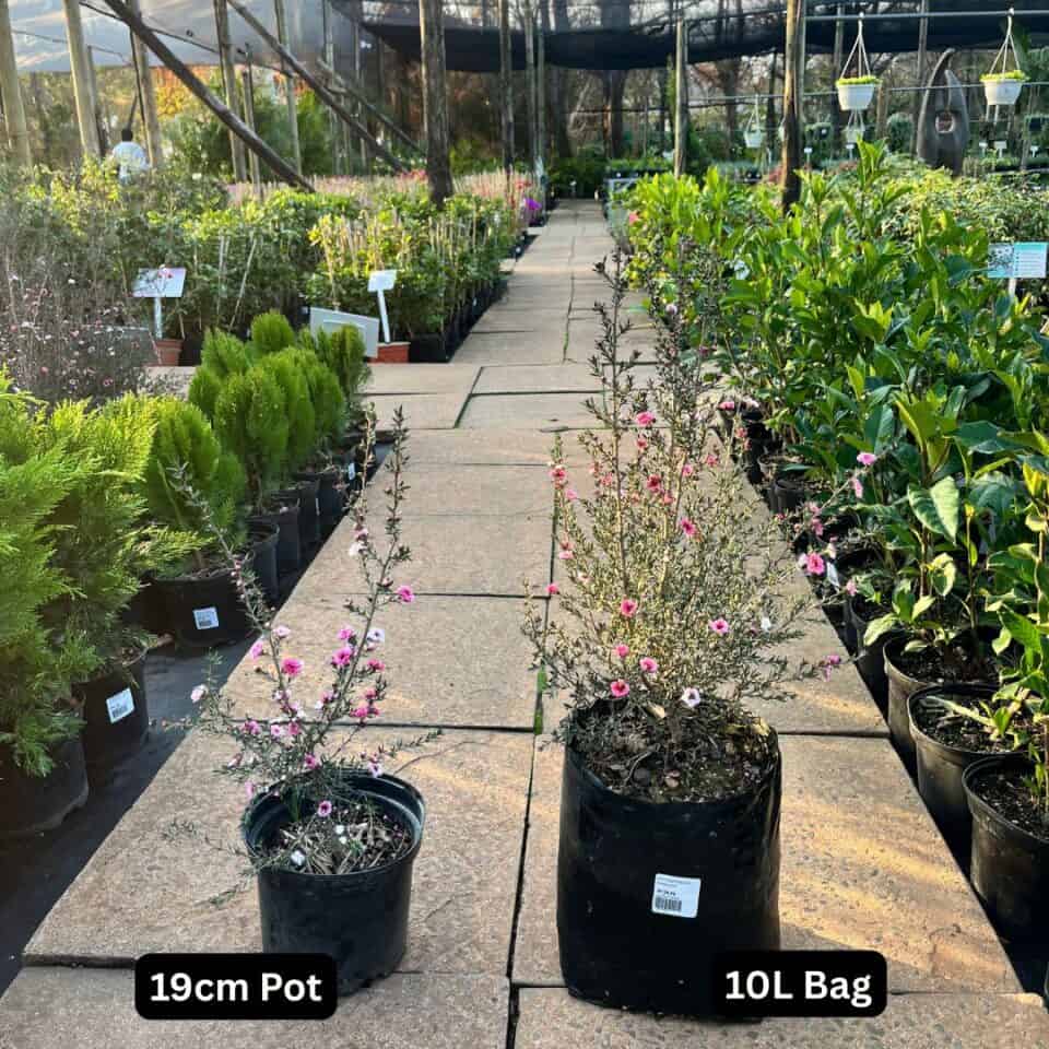 tulbagh-nursery-leptospermum-double-pink-tea-bush