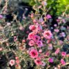 tulbagh-nursery-leptospermum-double-pink-tea-bush