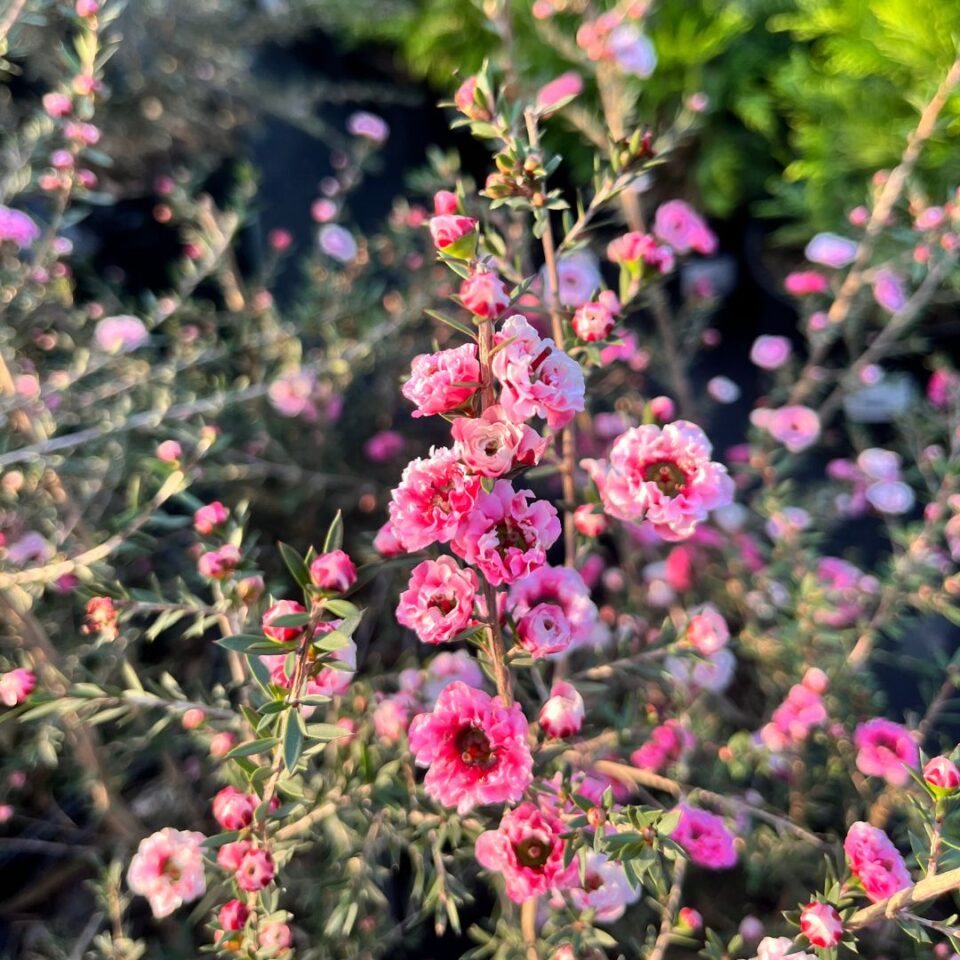 tulbagh-nursery-leptospermum-double-pink-tea-bush
