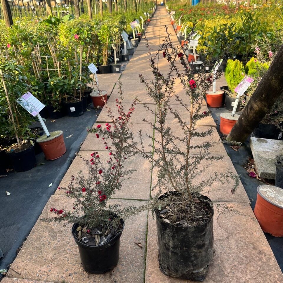 tulbagh-nursery-leptospermum-double-red