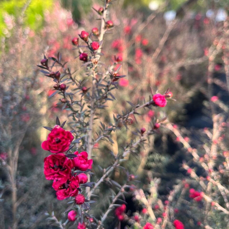 tulbagh-nursery-leptospermum-double-red