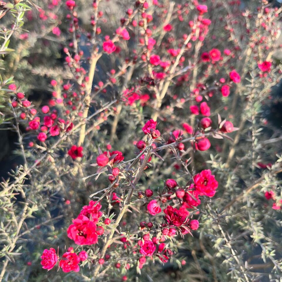 tulbagh-nursery-leptospermum-double-red