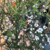 tulbagh-nursery-leptospermum-double-white