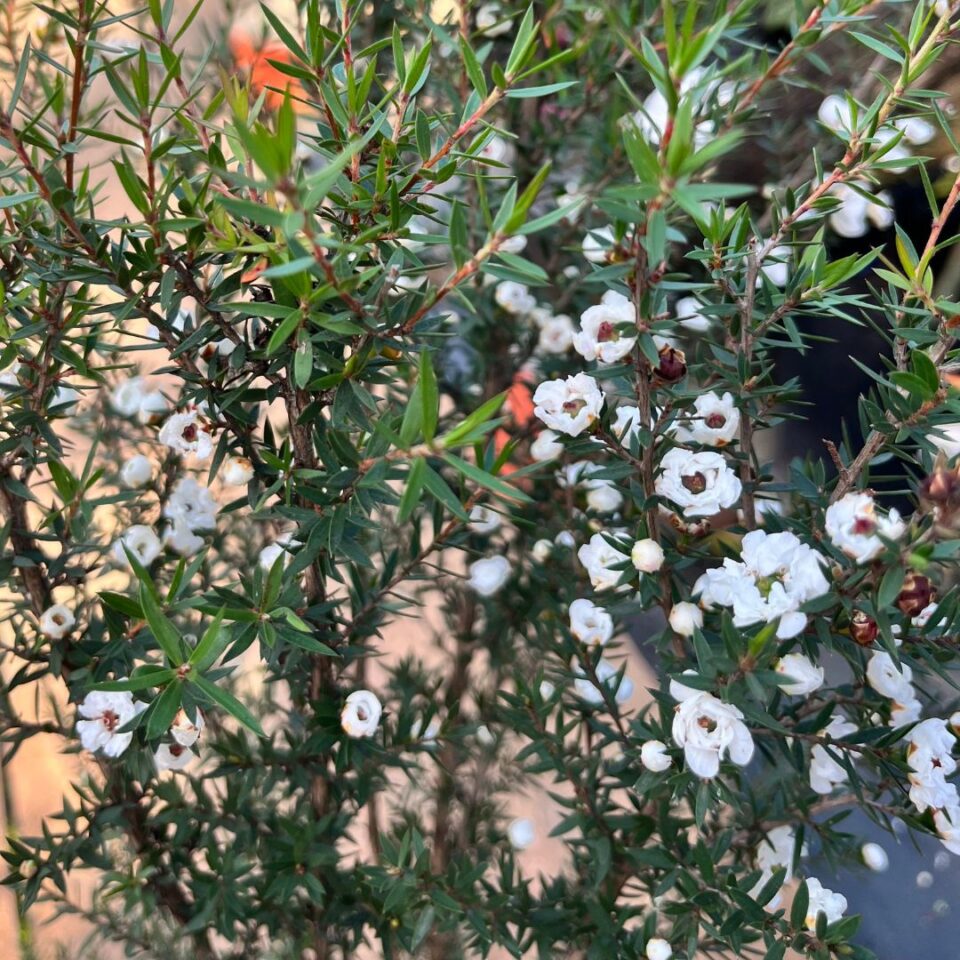 tulbagh-nursery-leptospermum-double-white