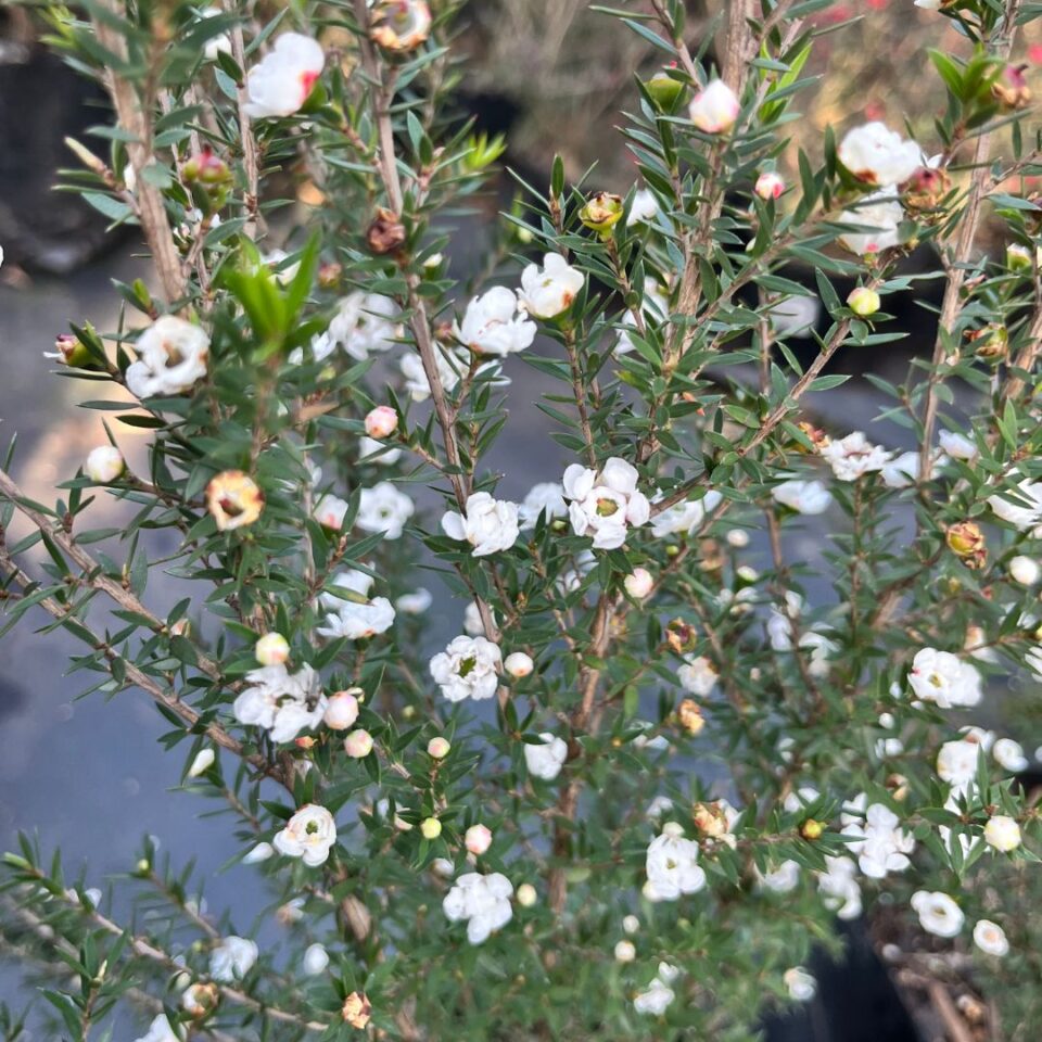 tulbagh-nursery-leptospermum-double-white