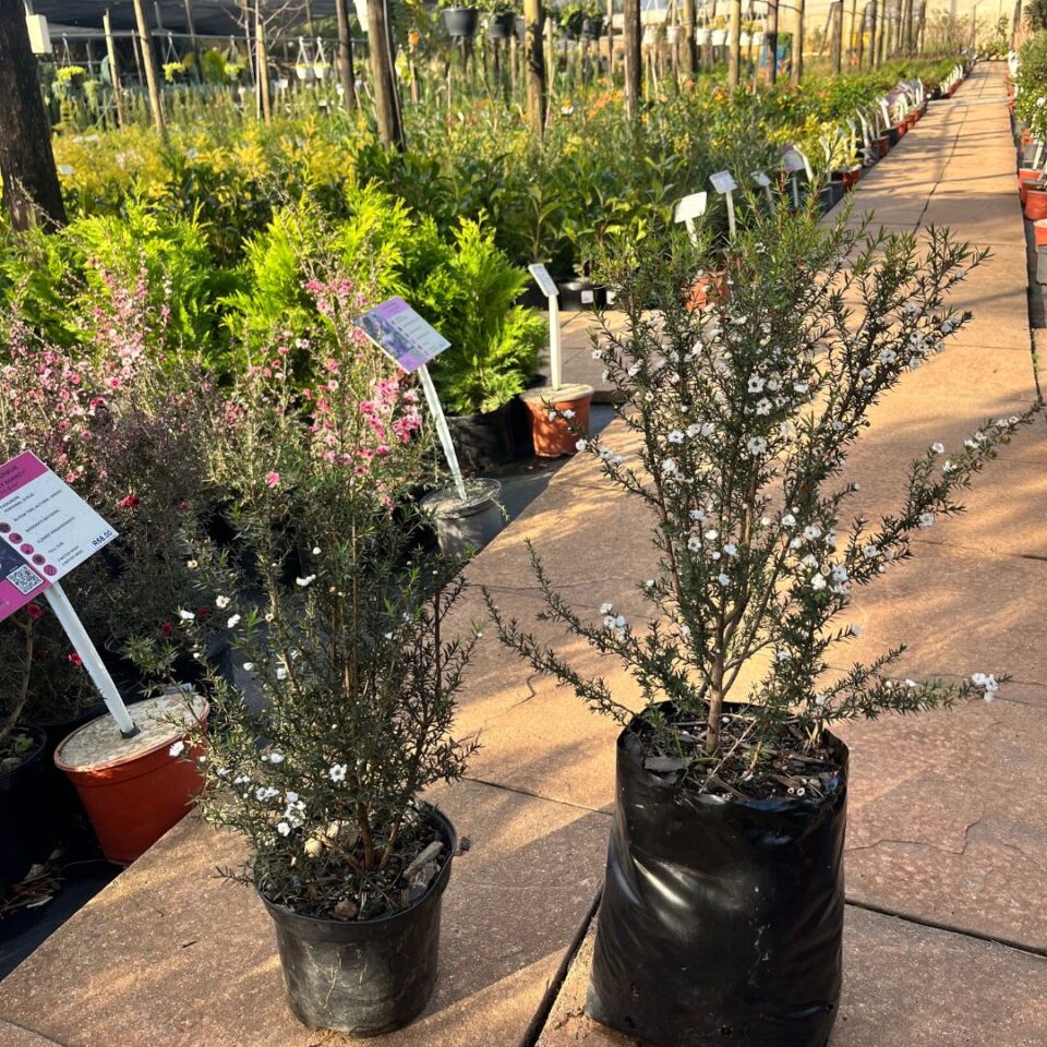tulbagh-nursery-leptospermum-double-white