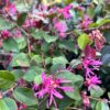 tulbagh-nursery-loropetalum-chinese-pink