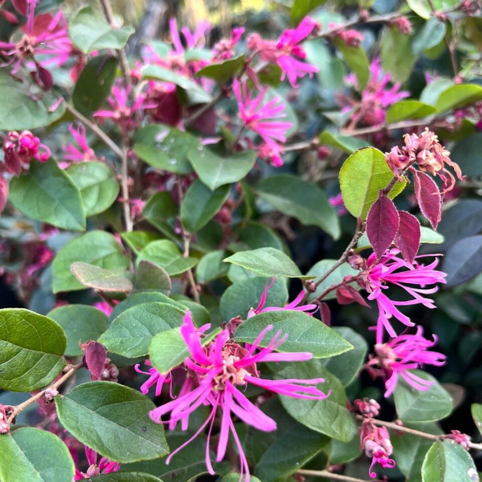 tulbagh-nursery-loropetalum-chinese-pink