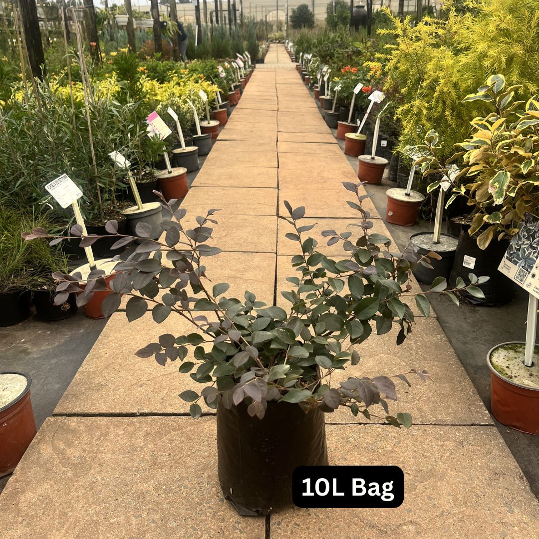 tulbagh-nursery-loropetalum-chinese-pink