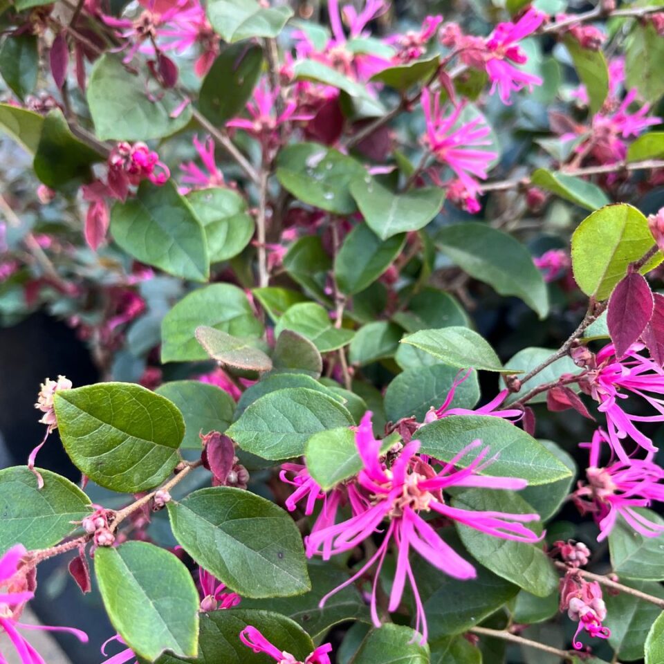 tulbagh-nursery-loropetalum-chinese-pink
