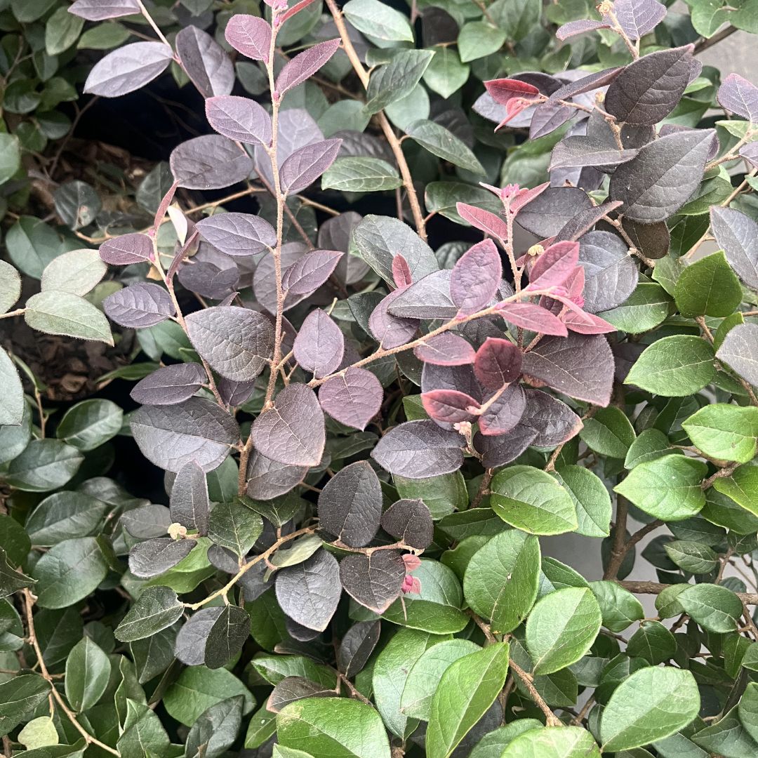 tulbagh-nursery-loropetalum-chinese-pink