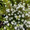 tulbagh-nursery-coleonema-album-confetti White