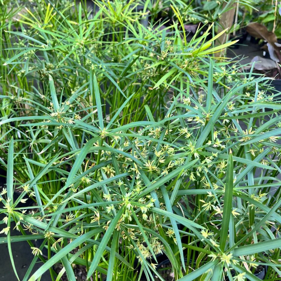 tulbagh-nursery-cyperus-alternifolius-textilis-papyrus