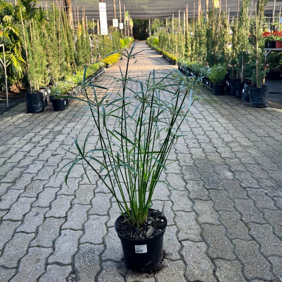 tulbagh-nursery-cyperus-alternifolius-textilis-papyrus